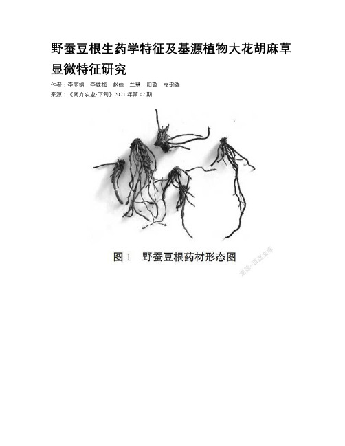 野蚕豆根生药学特征及基源植物大花胡麻草显微特征研究