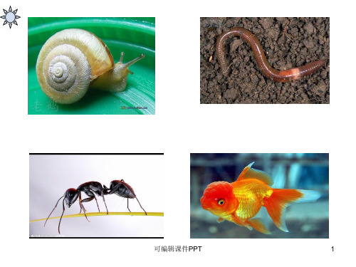 科学课-三年级上册-动物有哪些相同特点ppt课件