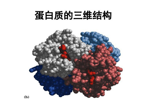 蛋白质的三维结构(1)