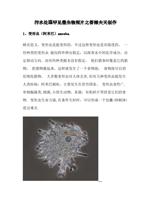 水中常见微生物图谱