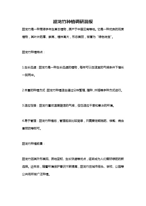 甜龙竹种植调研简报