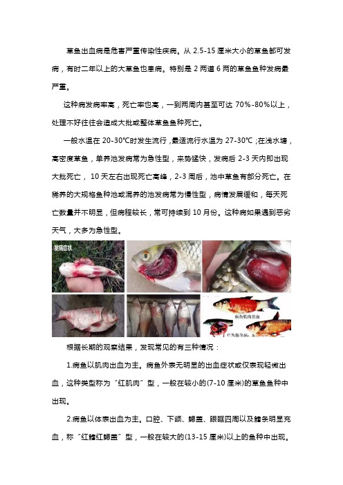 草鱼出血病怎么治疗