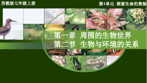 生物与环境的关系ppt课件