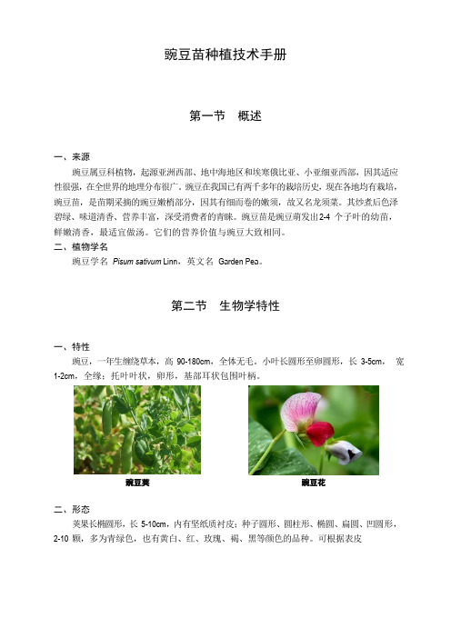 豌豆苗种植技术手册