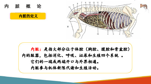 内脏概论—内脏的一般形态与结构(宠物解剖生理课件)