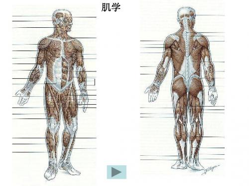 6肌学总论躯干肌new