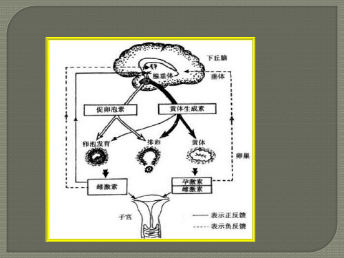 性激素六项的解读