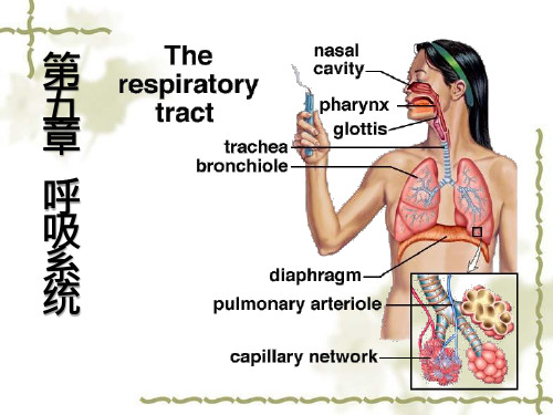 畜禽解剖学-呼吸系统