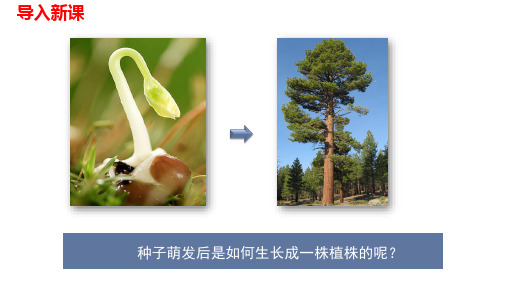 人教版生物七上3.2.2植株的生长课件