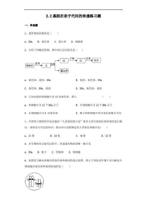 人教版八年级下册生物2.2基因在亲子代间的传递练习试题