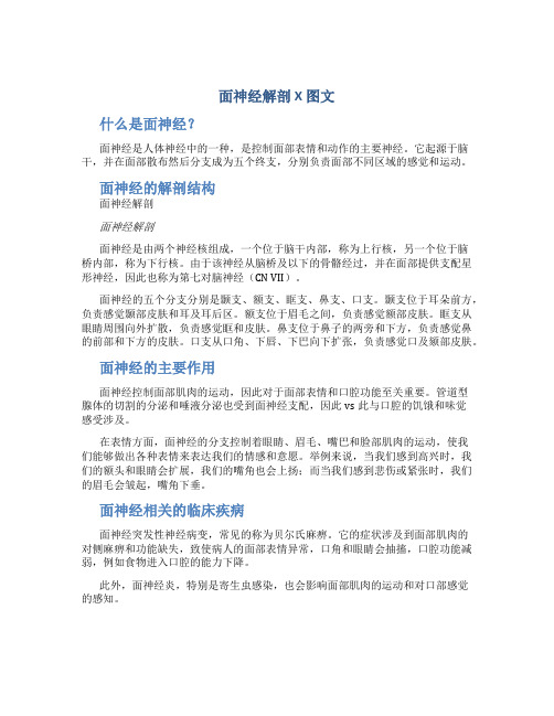 面神经解剖x图文