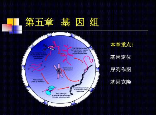 遗传学第五章 基因组