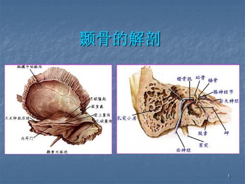 颞骨的解剖ppt课件