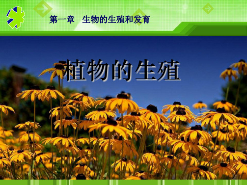 初二生物   植物的生殖(共69张PPT)