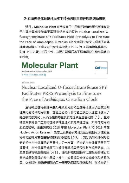 O-岩藻糖基化在翻译后水平精确调控生物钟周期的新机制