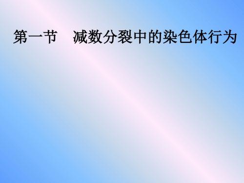 减数分裂中的染色体行为 PPT课件7 浙科版