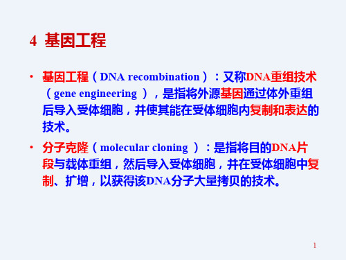 分子生物学--基因工程和核酸杂交课件