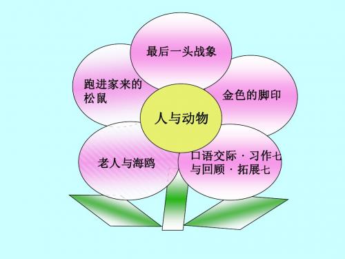 《老人与海鸥》教学课件