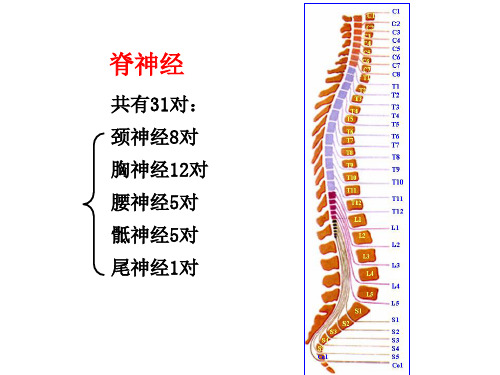 全身神经详解汇总.