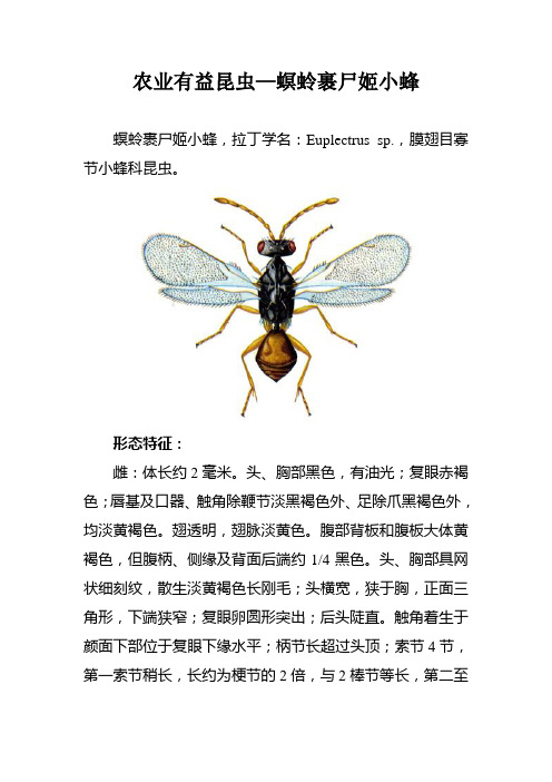 农业有益昆虫—螟蛉裹尸姬小蜂