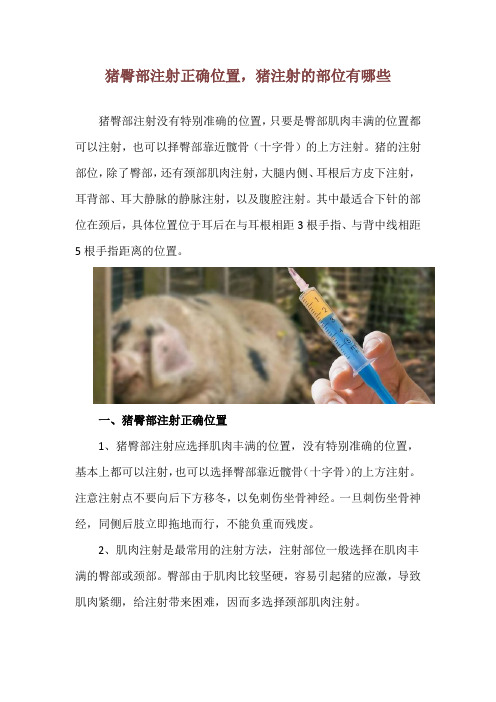 猪臀部注射正确位置,猪注射的部位有哪些