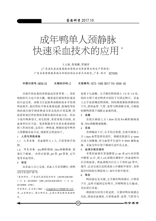 成年鸭单人颈静脉快速采血技术的应用