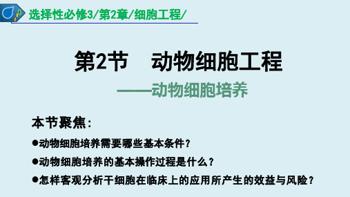 【高中生物】动物细胞培养课件 2022-2023学年高二下学期生物人教版选择性必修3