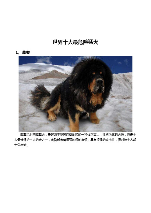 世界十大最危险猛犬