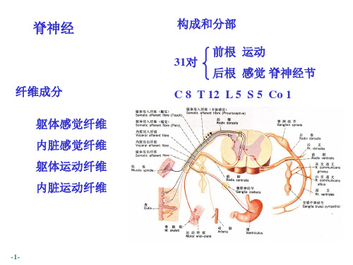 神经系统脊神经PPT课件.ppt