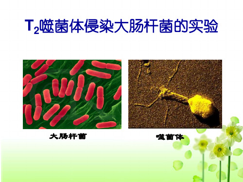 【公开课课件】必修一：噬菌体侵染大肠杆菌的实验