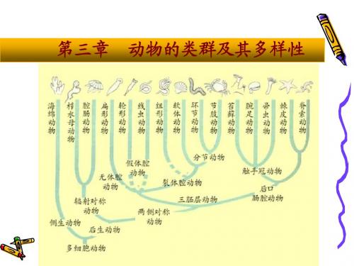 动物生物学之原生动物