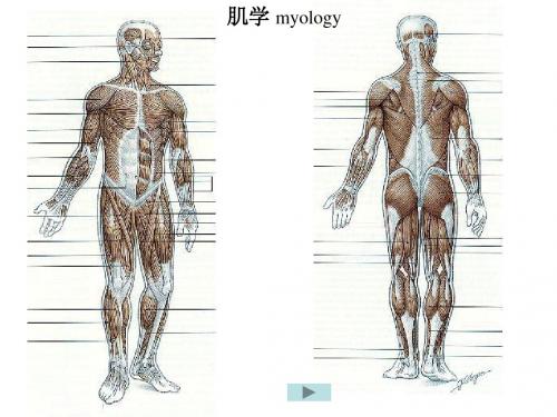 肌学总论、躯干肌