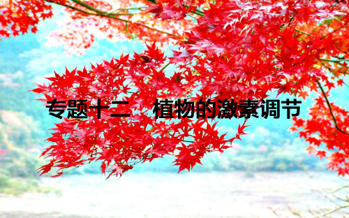 高考生物二轮复习专题十二植物的激素调节课件高三全册生物课件