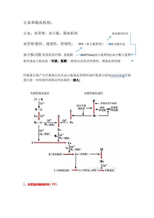 止血和凝血机制