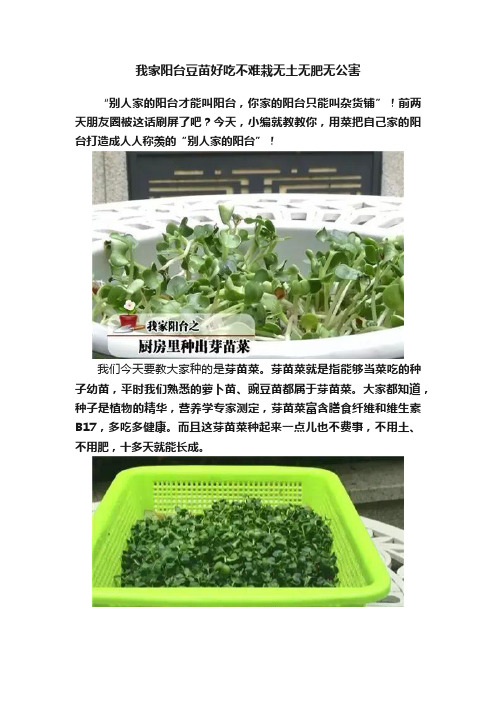 我家阳台豆苗好吃不难栽无土无肥无公害