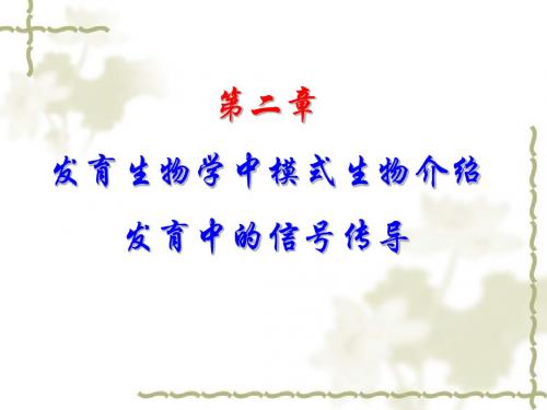 第二章发育生物学的模式生物介绍、发育中的信号转导(2011年3月10日)