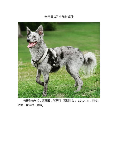 全世界17个稀有犬种