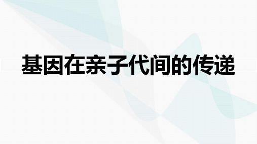 7.2.2 基因在亲子代间的传递课件(共26张PPT) 八年级下册生物学 人教版