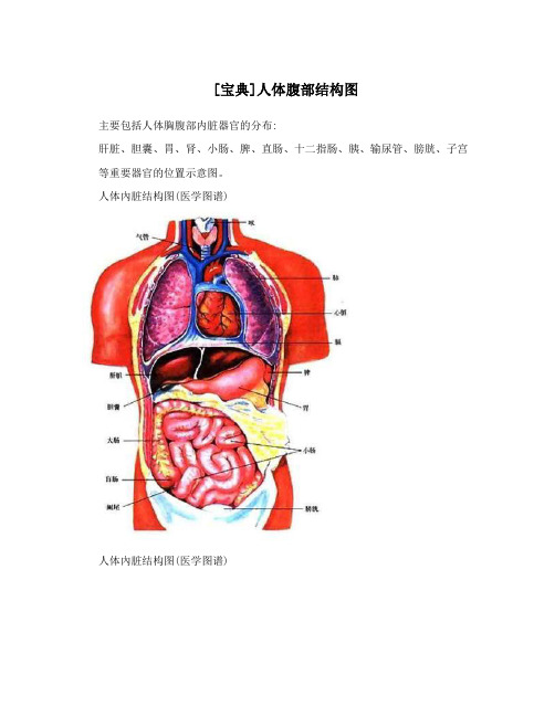 [宝典]人体腹部结构图