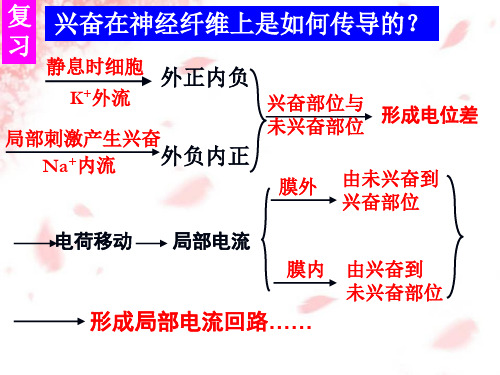 2-1-2神经系统的分级调节及人脑的高级功能