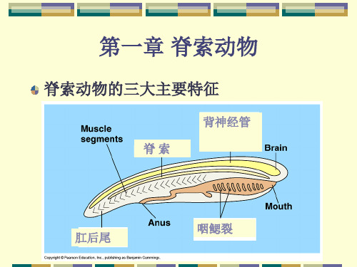 动物学 脊椎动物学(奥赛)比较解剖