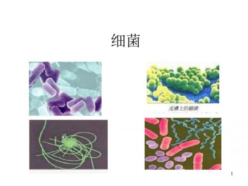 小学科学细菌和病毒PPT课件