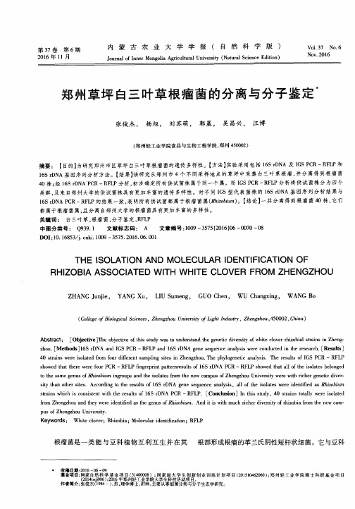 郑州草坪白三叶草根瘤菌的分离与分子鉴定