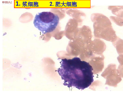 骨髓细胞图谱