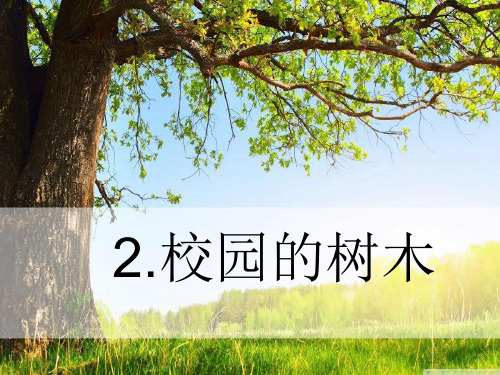 三年级科学上册 1.2《校园的树木》课件(1)