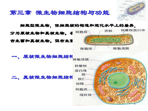 第三章 微生物细胞的结构与功能