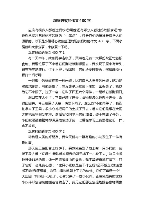 观察蚂蚁的作文400字