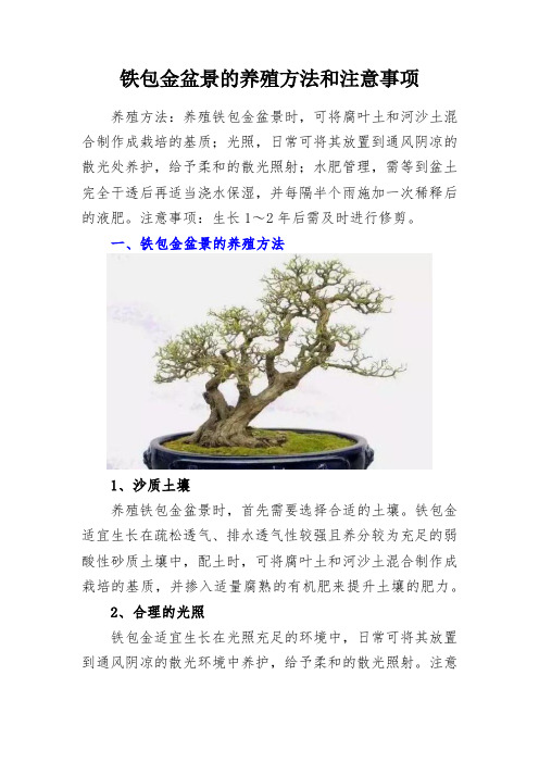 植物养殖方法铁包金盆景的养殖方法和注意事项