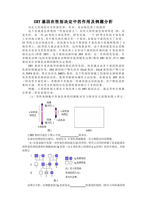 SRY基因在性别决定中的作用及例题分析