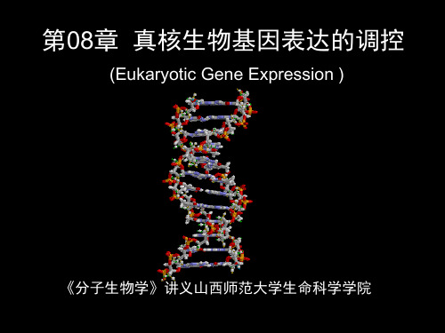 分子生物学-14-真核调控-1-基因结构与顺式元件